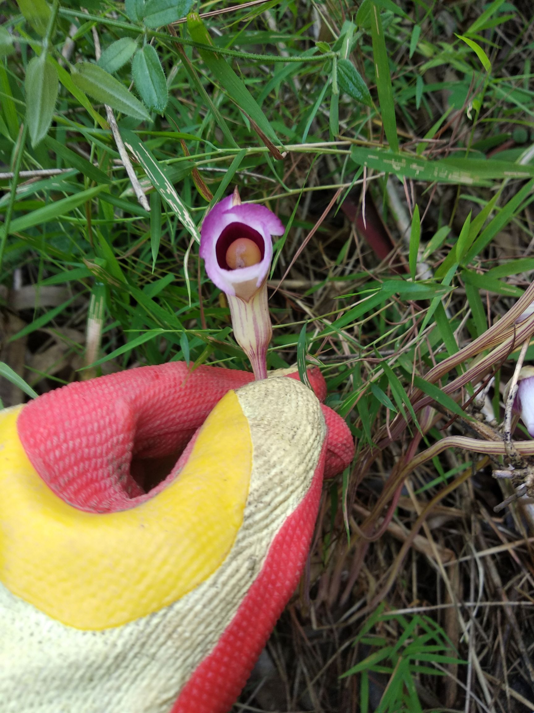  菰