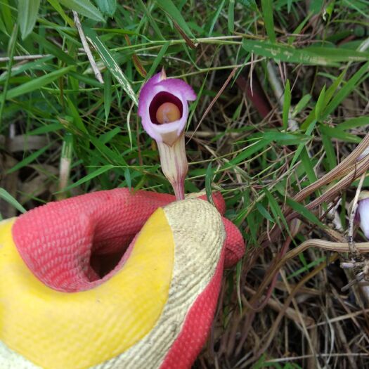 晴隆县 菰