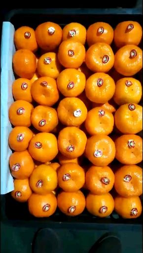 特早蜜桔 蜜桔/椪柑/脐橙果园看货订货采果