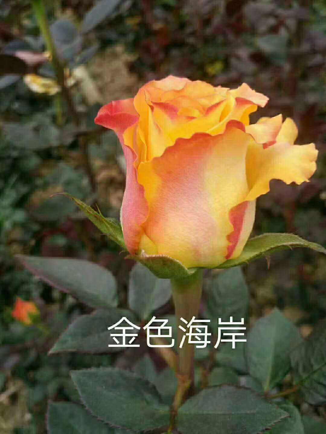  玫瑰苗 月季苗  大花月季  多头月季