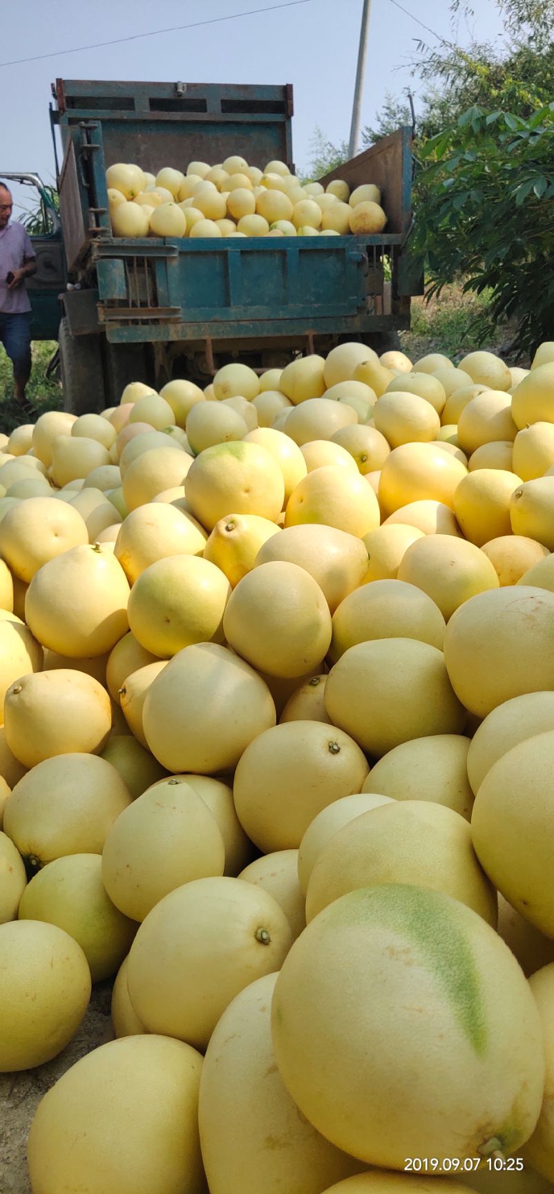 黄金柚 黄金蜜柚