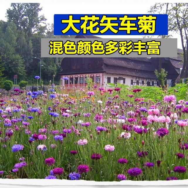 散装矢车菊种子 蓝色混色香矢车菊 阳台盆栽 四季易播 包邮