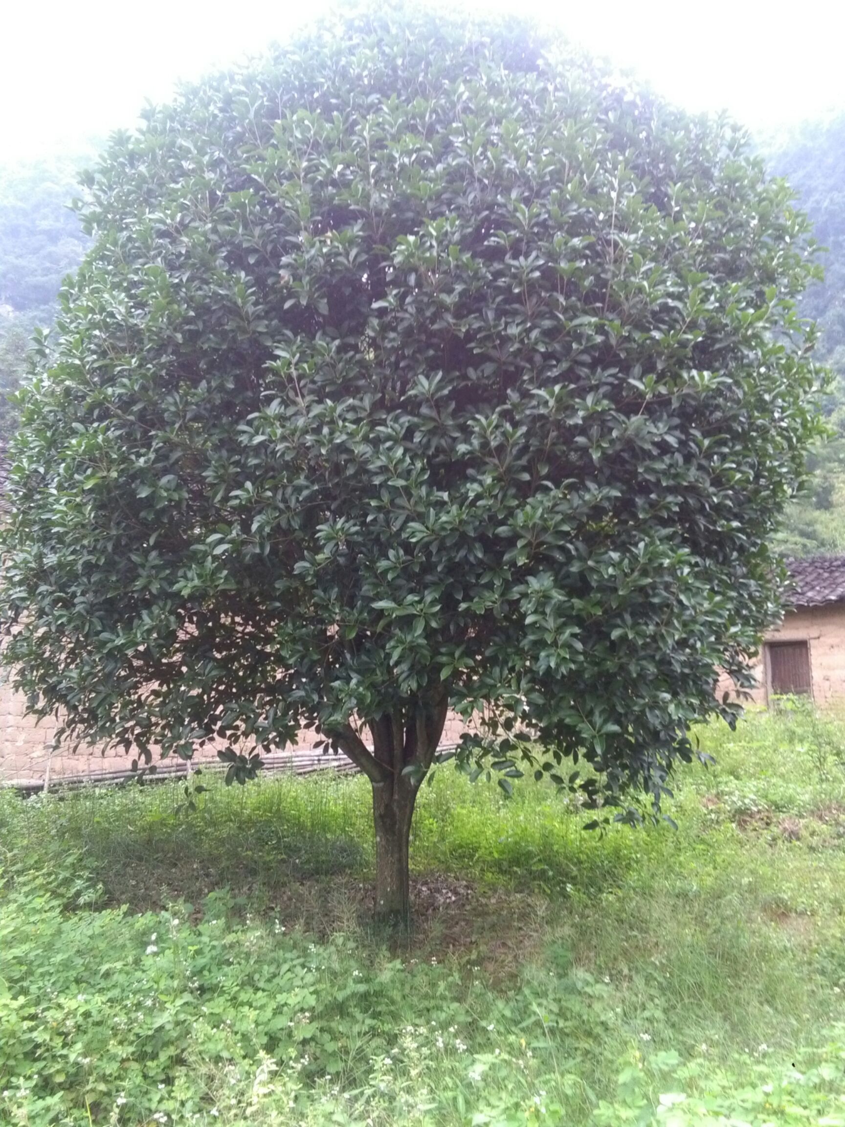  广西桂林精品桂花树，金桂，丹桂