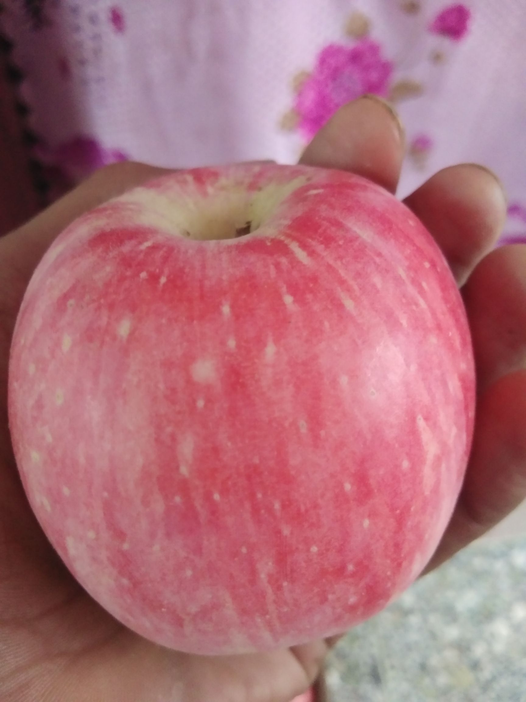 本地大量红富士苹果上市条红片红都有