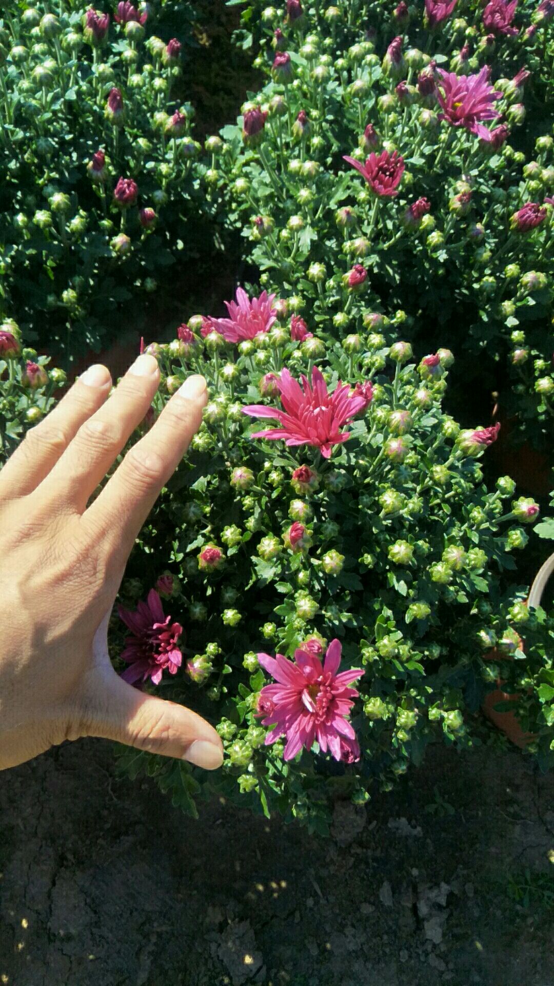 金丝皇菊苗 各种规格的菊花