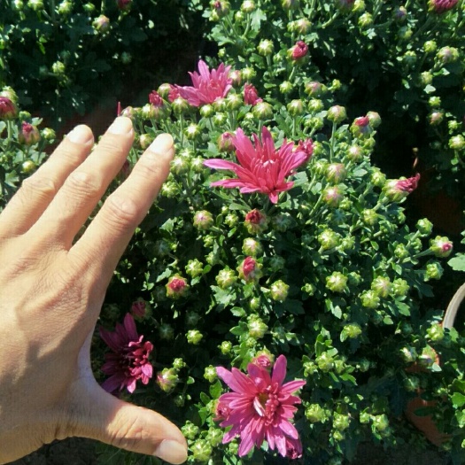 潍坊金丝皇菊苗 各种规格的菊花