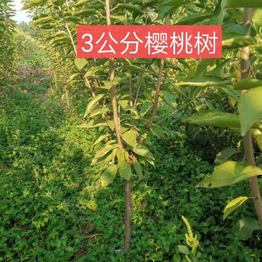 赞皇县俄罗斯8号樱桃苗 