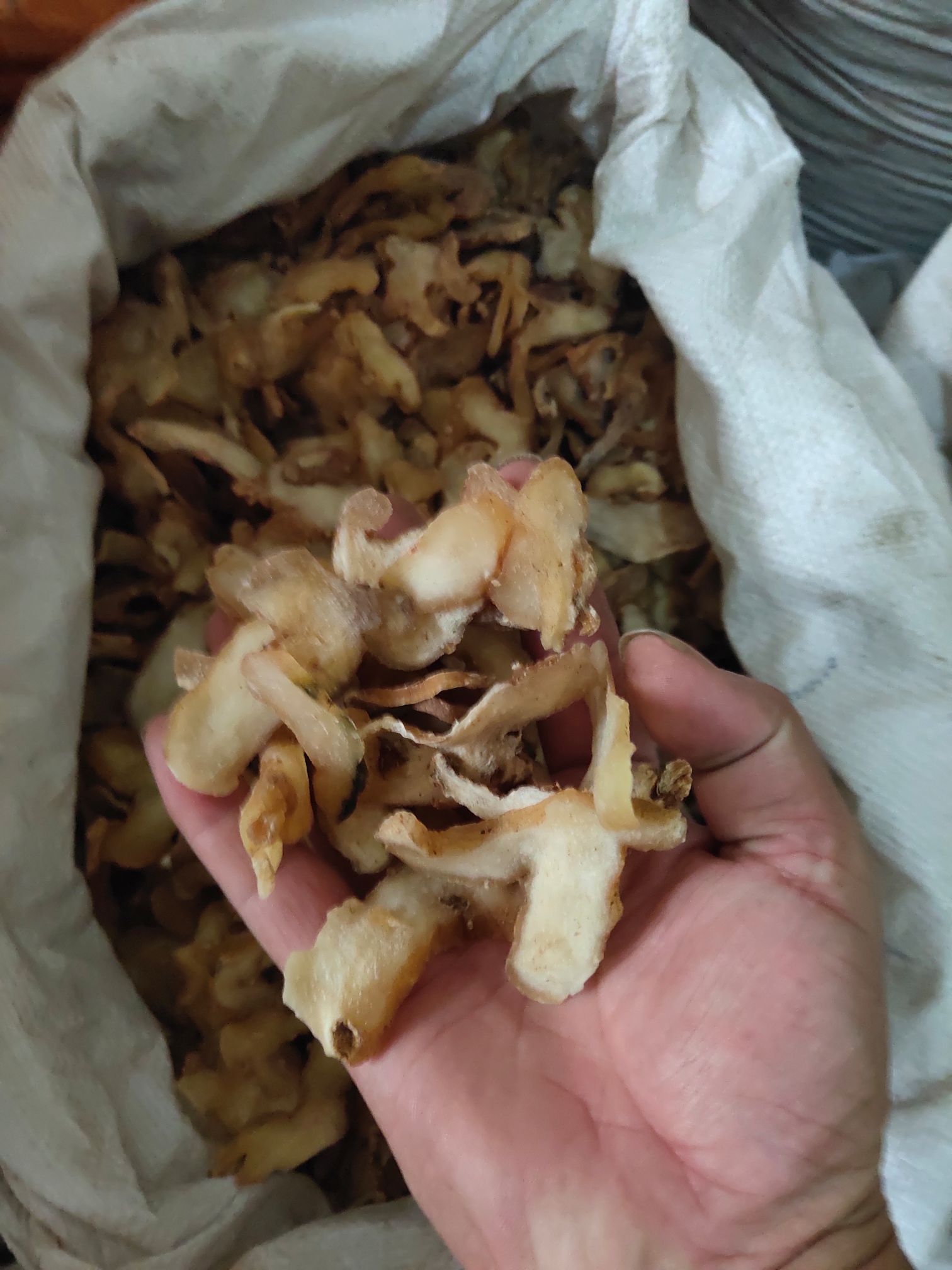 鸡头黄精 补气养阴，健脾，润肺，益肾！