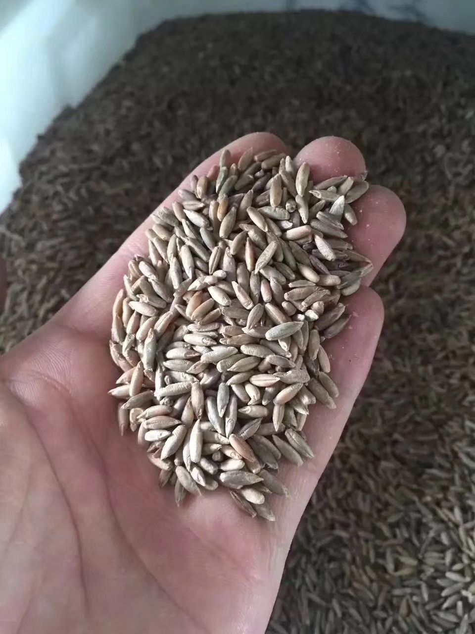 冬牧草种子 冬牧70黑麦草种子 耐严寒宽叶大颗粒牧草籽猪牛羊兔鸡鸭鹅鱼包