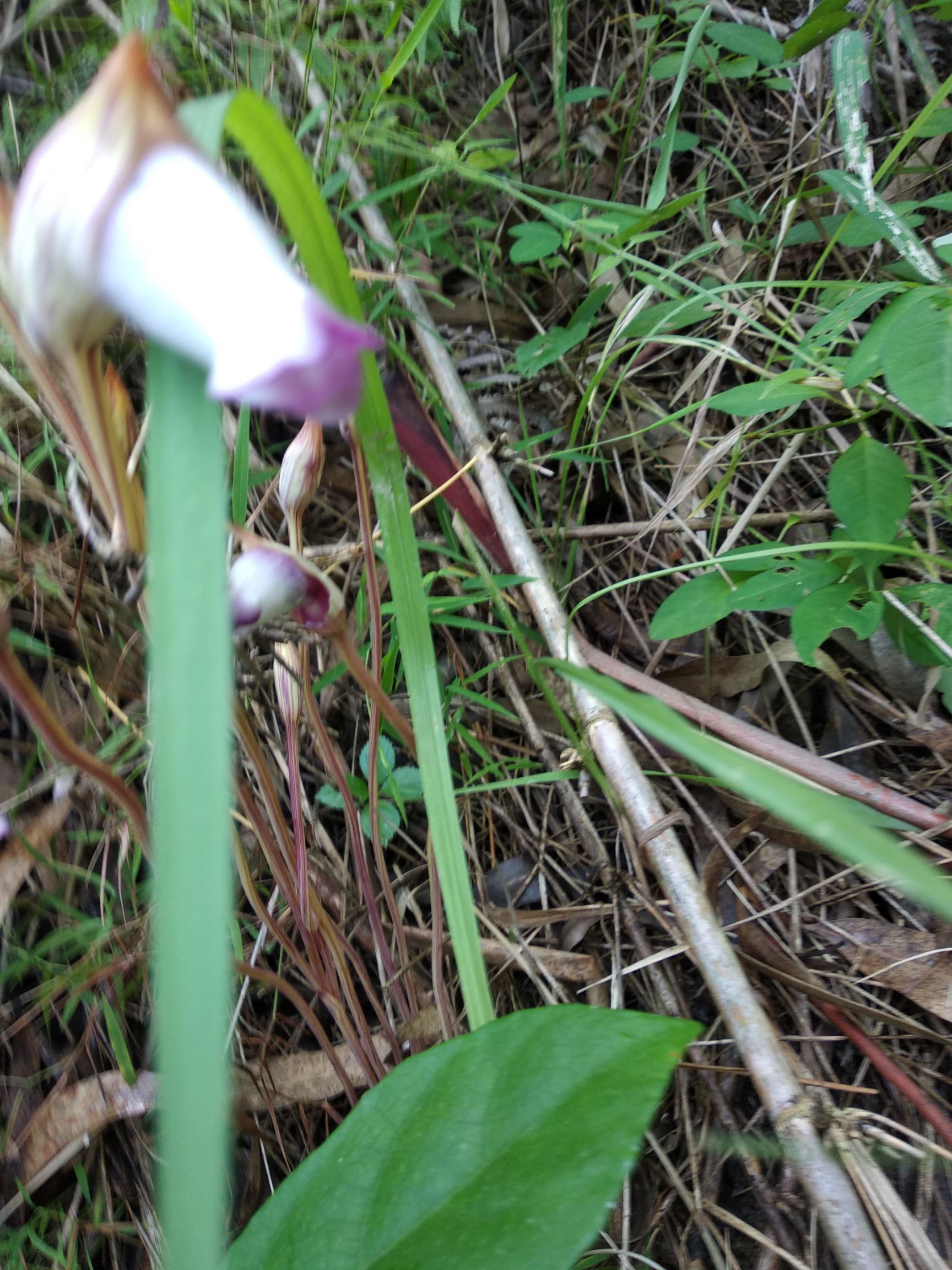  菰