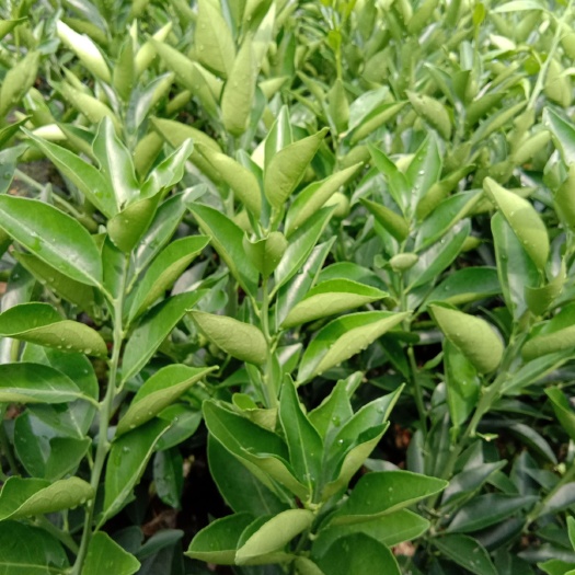 邵阳县脐橙树苗  纽荷尔脐橙苗 嫁接苗 基地值销