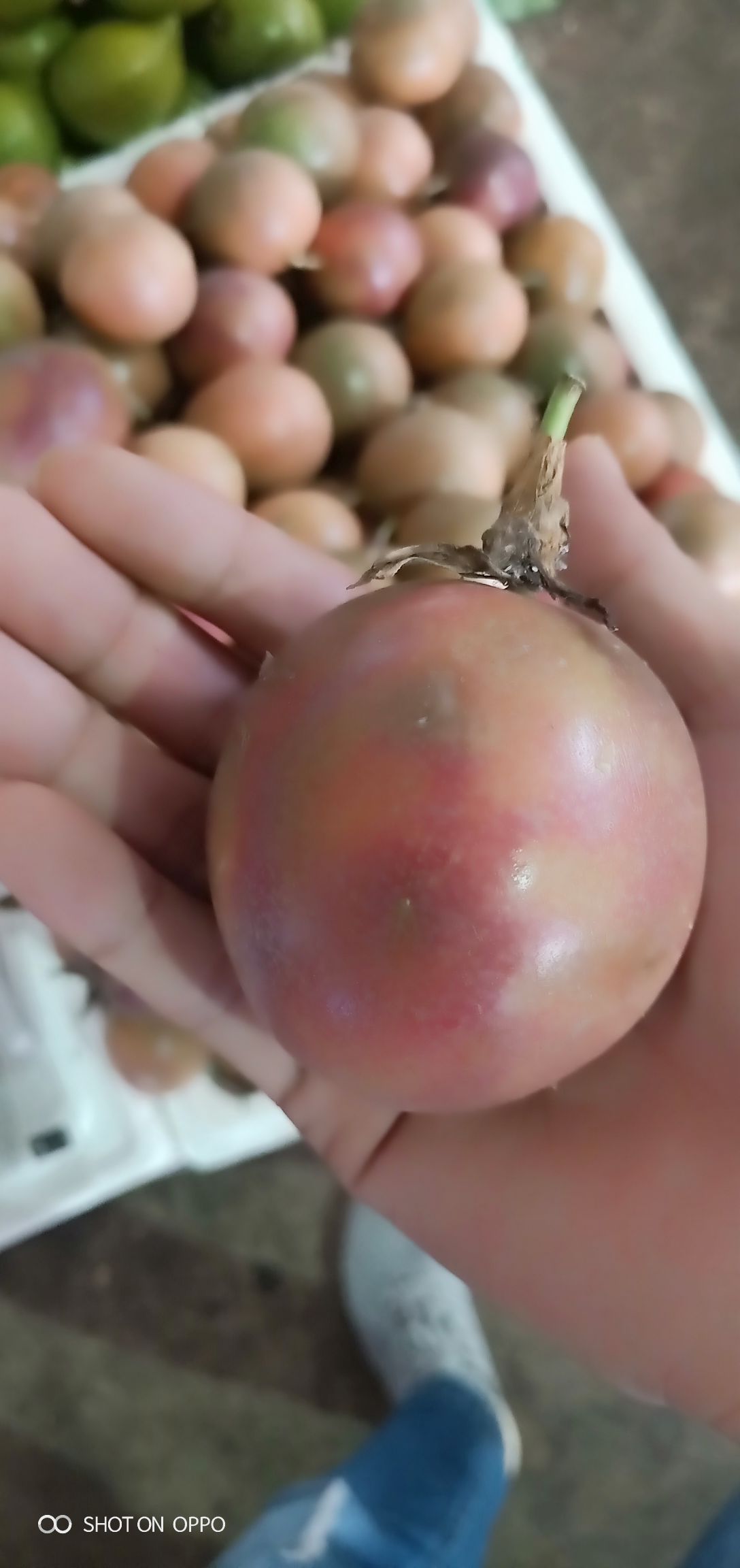  越南紫香百香果，酸酸甜甜就是我