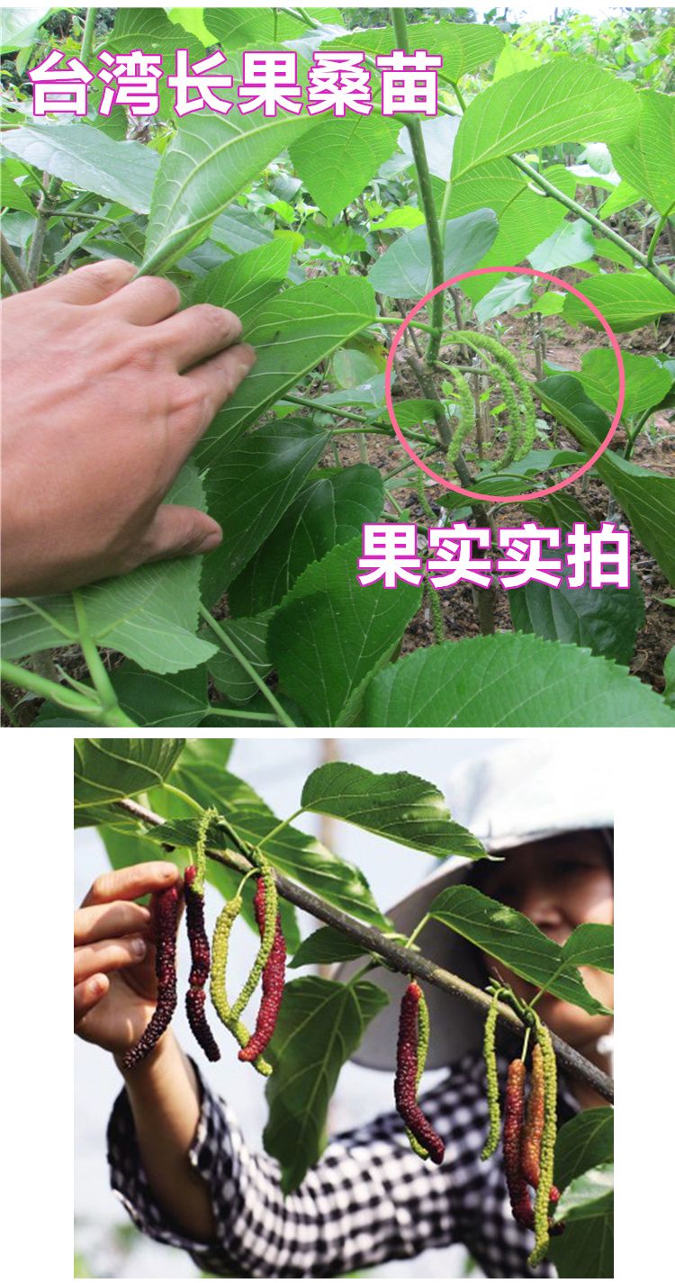  桑葚大叶桑苗，包质量，包品种，包存活率 带原土球发货