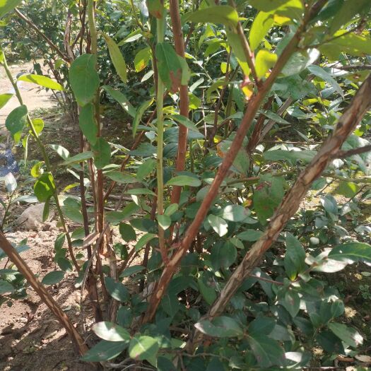 白山蓝莓苗  出售占地蓝莓大树