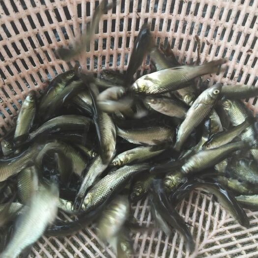 六盘水 鲤鱼苗，各种鱼苗，淡水养殖，品种优良