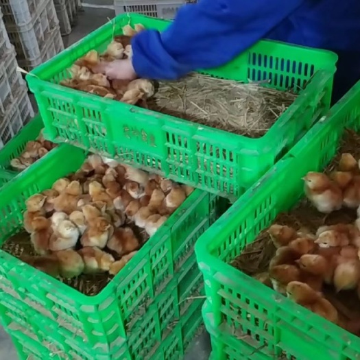成都九斤黄鸡苗 保证质量，诚信经营