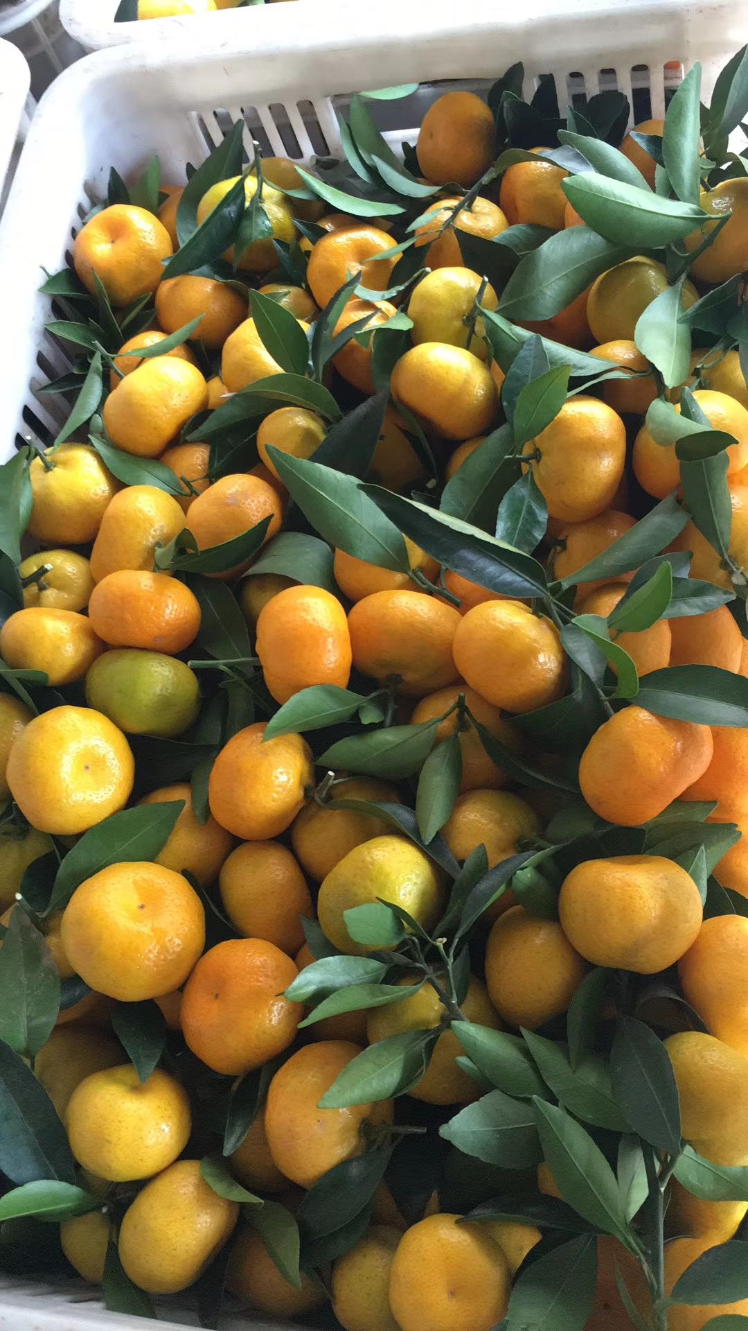  柑桔（特早蜜桔、蜜桔）自家果园