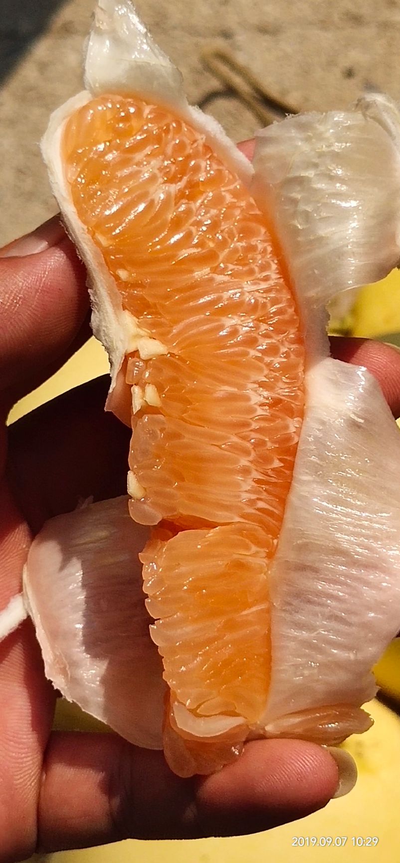 黄金柚 黄金蜜柚