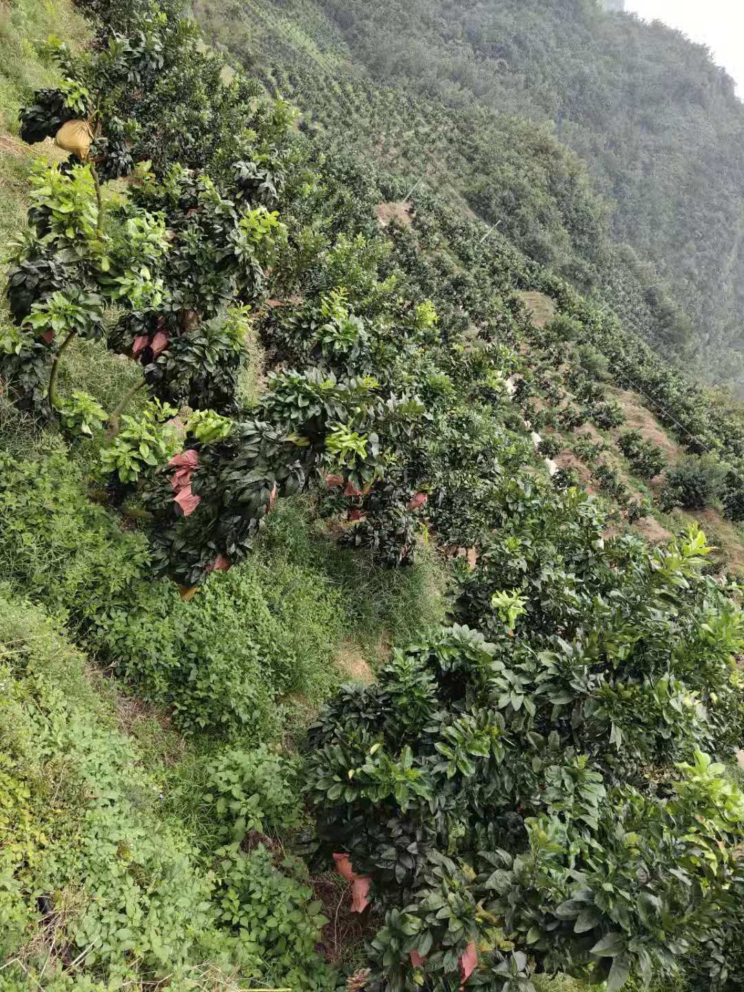 红心柚 贵州黔南红心蜜柚产地直供质量有保障10斤起批