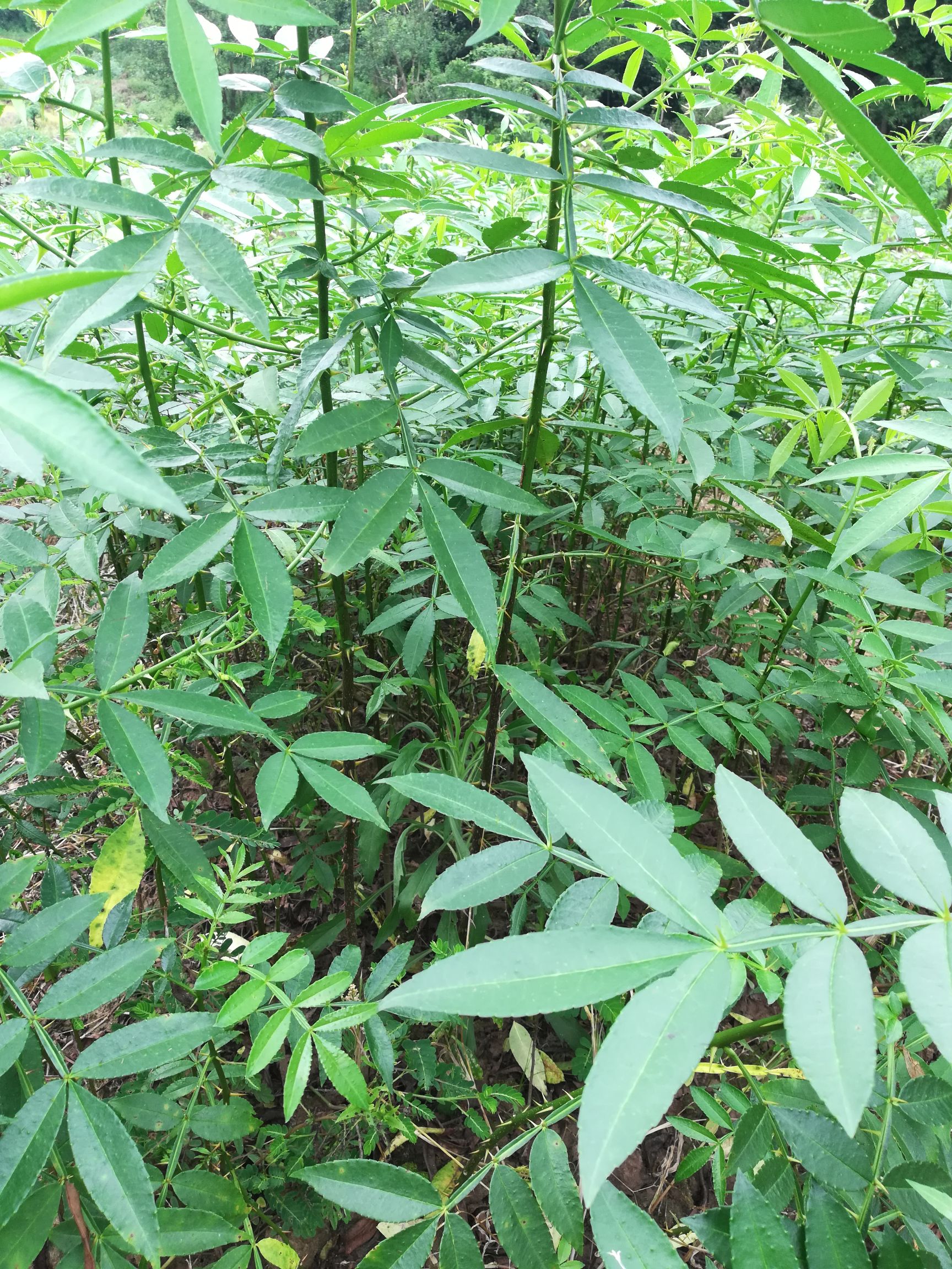 九叶青花椒苗 九叶青地苗、杯苗、奶苗