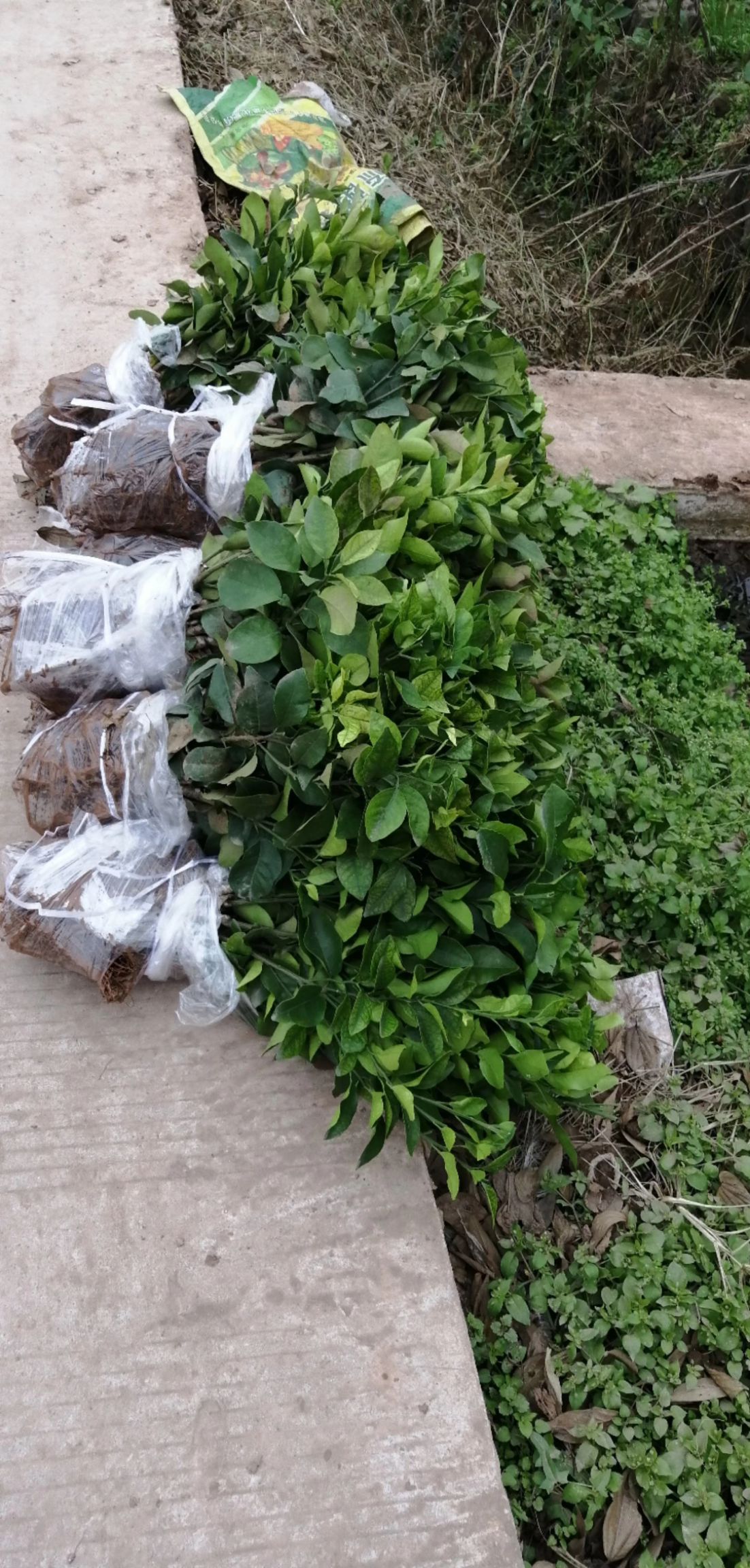 沙糖桔苗  早熟砂糖橘苗