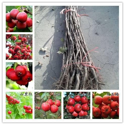  山楂果树苗 大金星山楂树苗 山里红山楂树苗大量供应 包成活