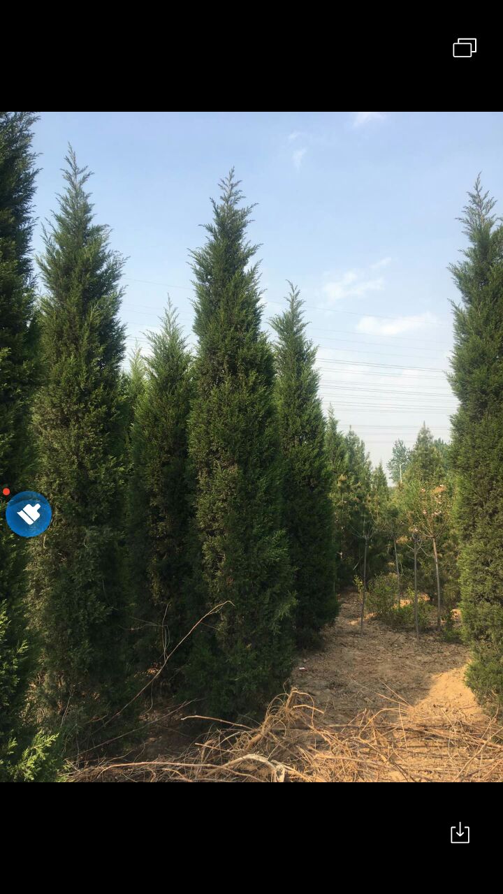 蜀柏 大规格的蜀桧