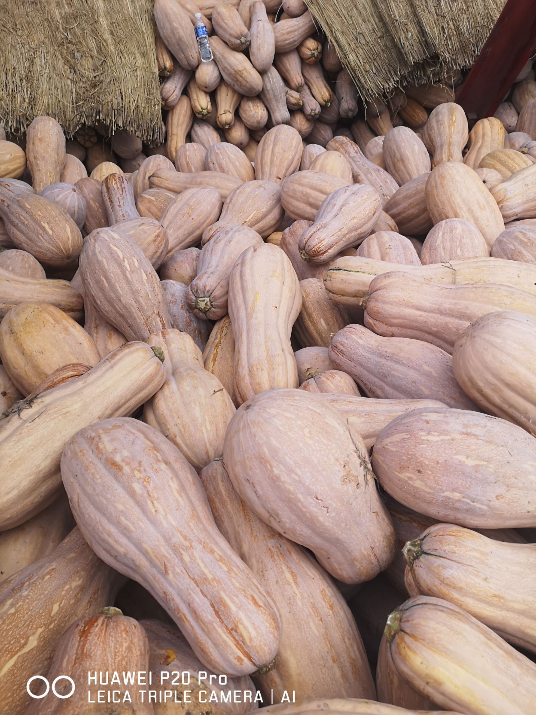 金韩密本南瓜，全红瓜，8成熟的都有货