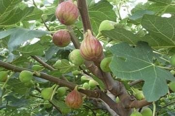 平邑县红心无花果苗 现带果发货可盆栽