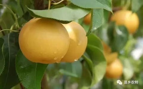 保鲜箱 苗乡梨 水份多 现摘现发 保证新鲜