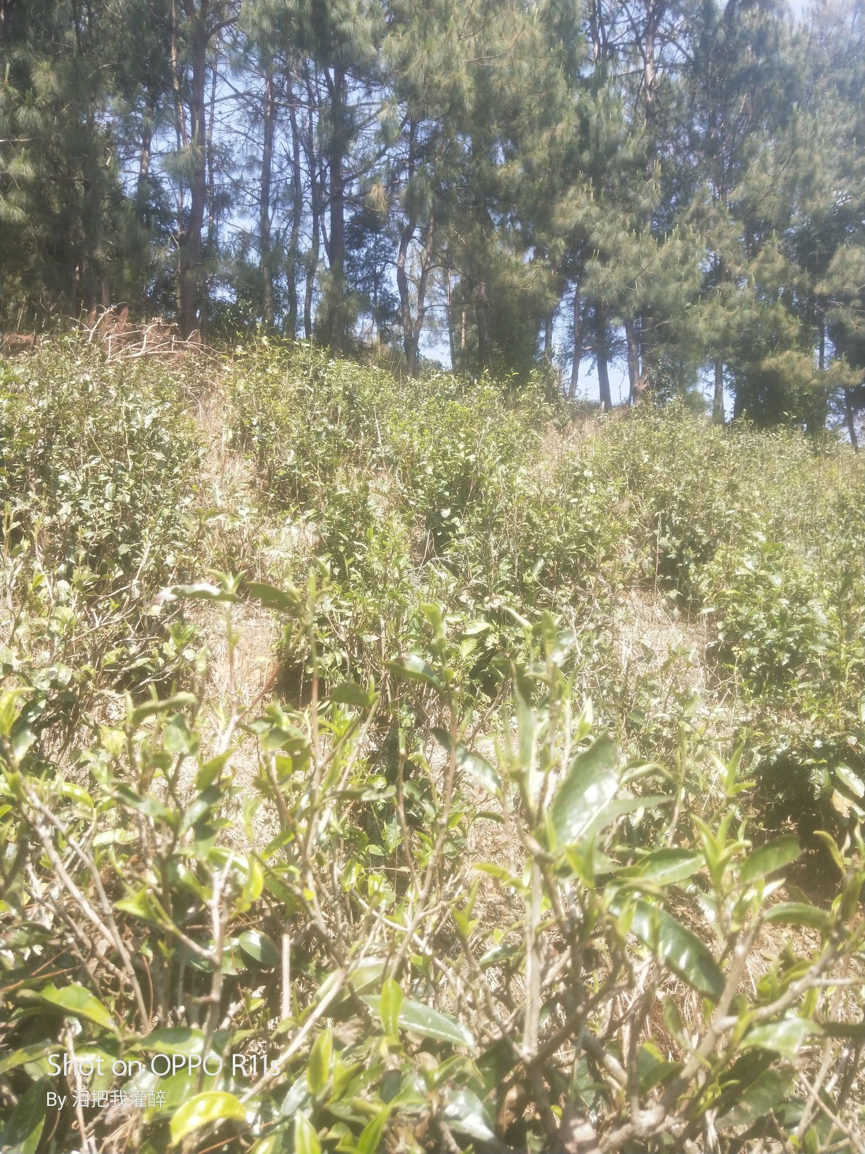 台地茶 元江因远大叶茶