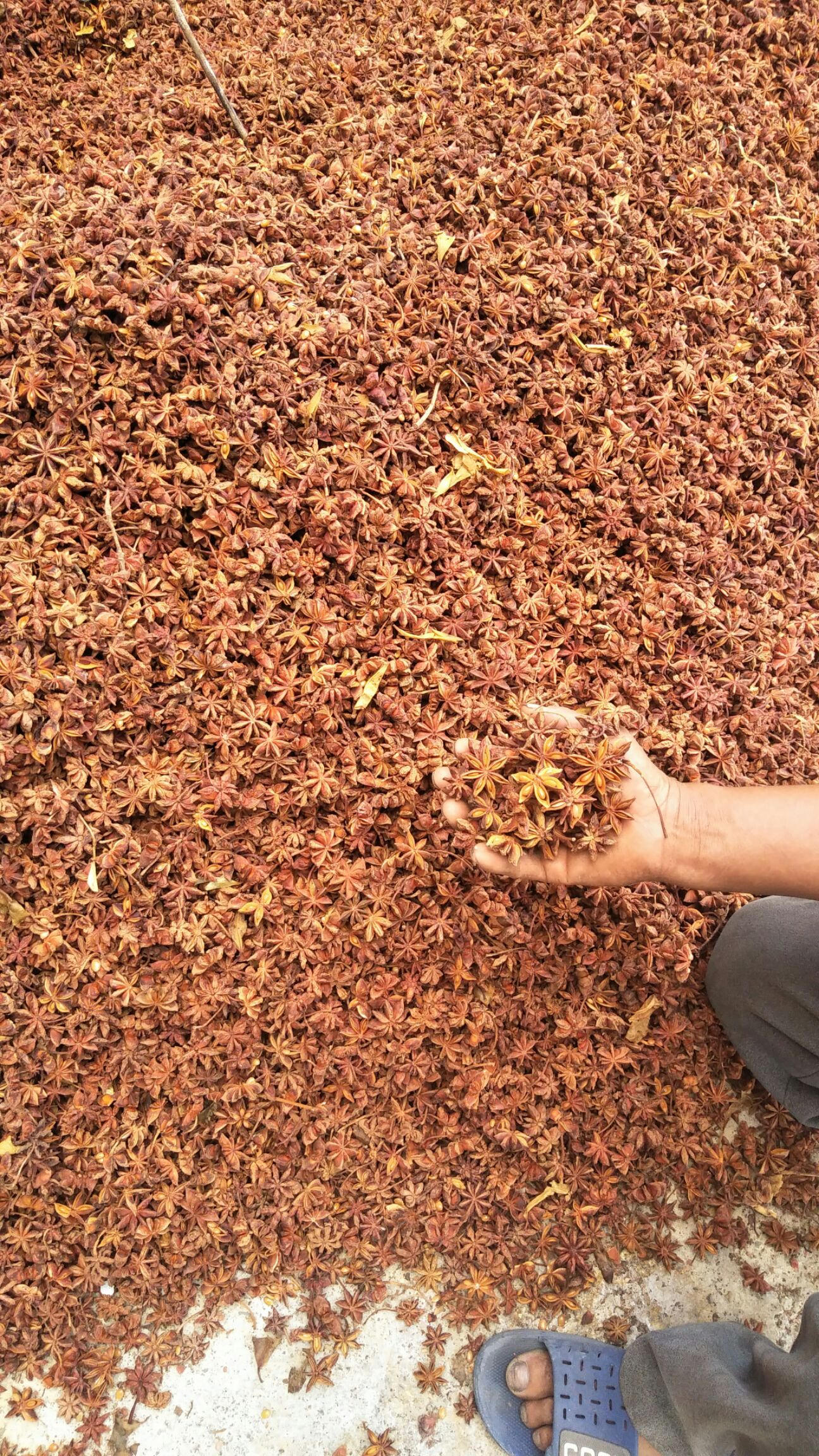  水荡足干的大红八角