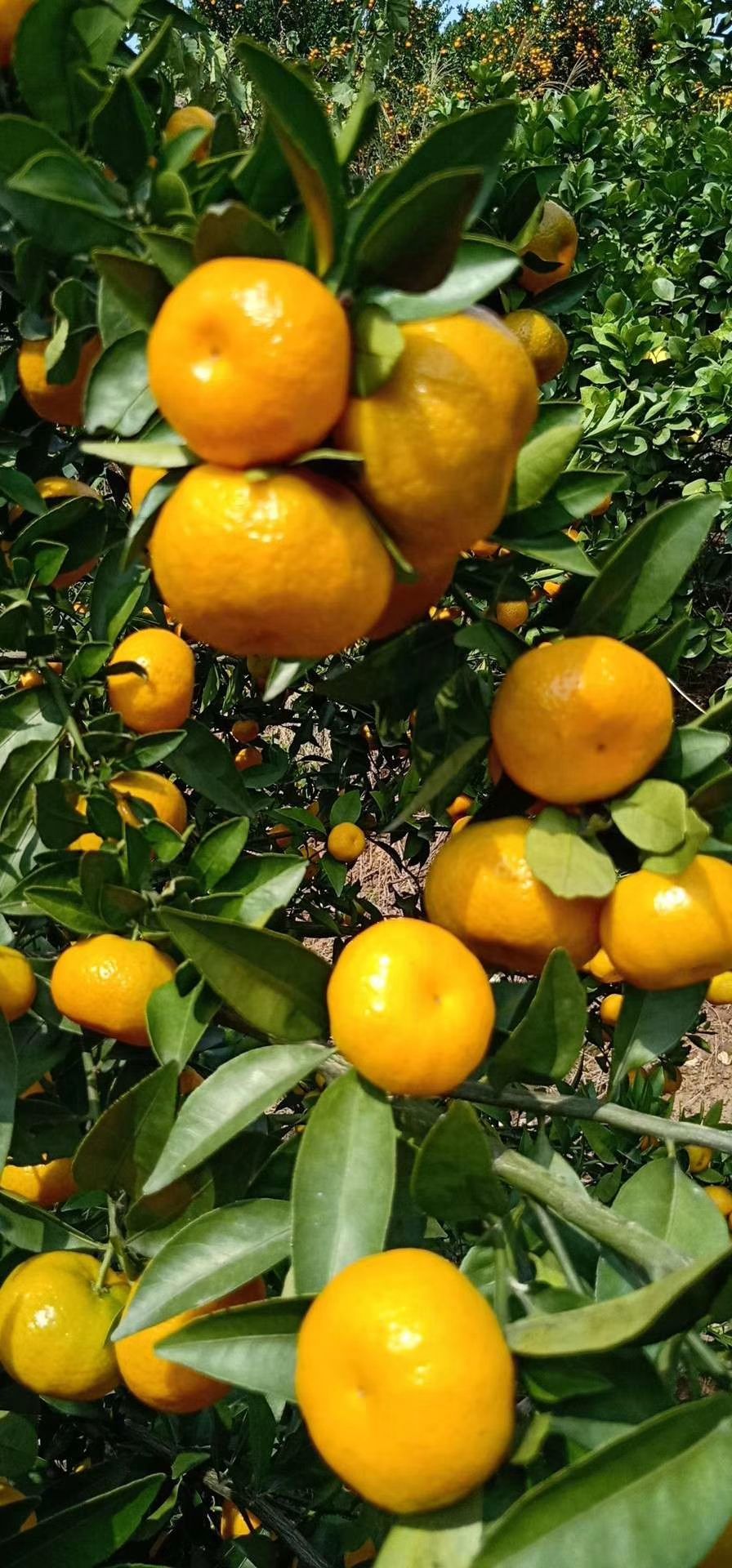 湖北蜜桔（不知火丑八怪）普早蜜桔早熟桔子 碰柑产地一手货源。