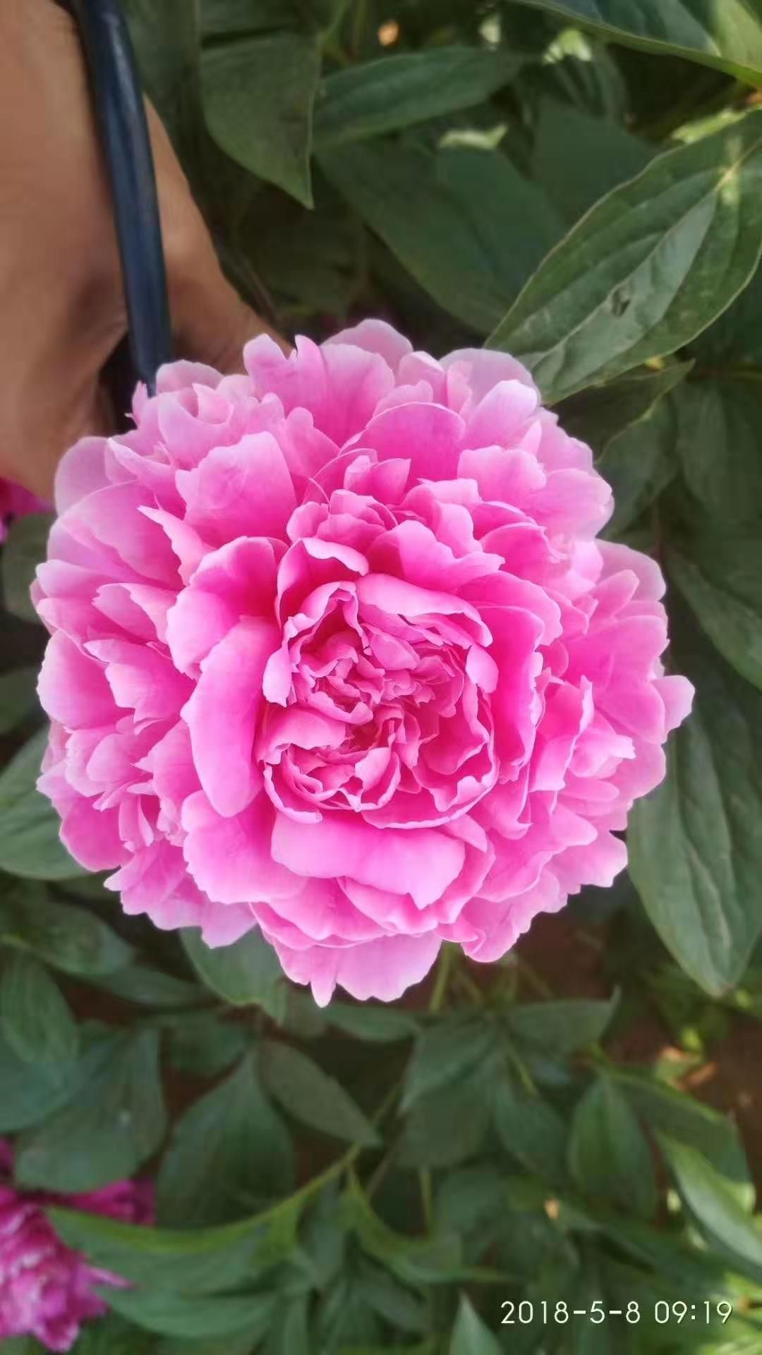 占地芍药  【爆款推荐】芍药，精品观赏芍药，多层花，保成活，保证质量