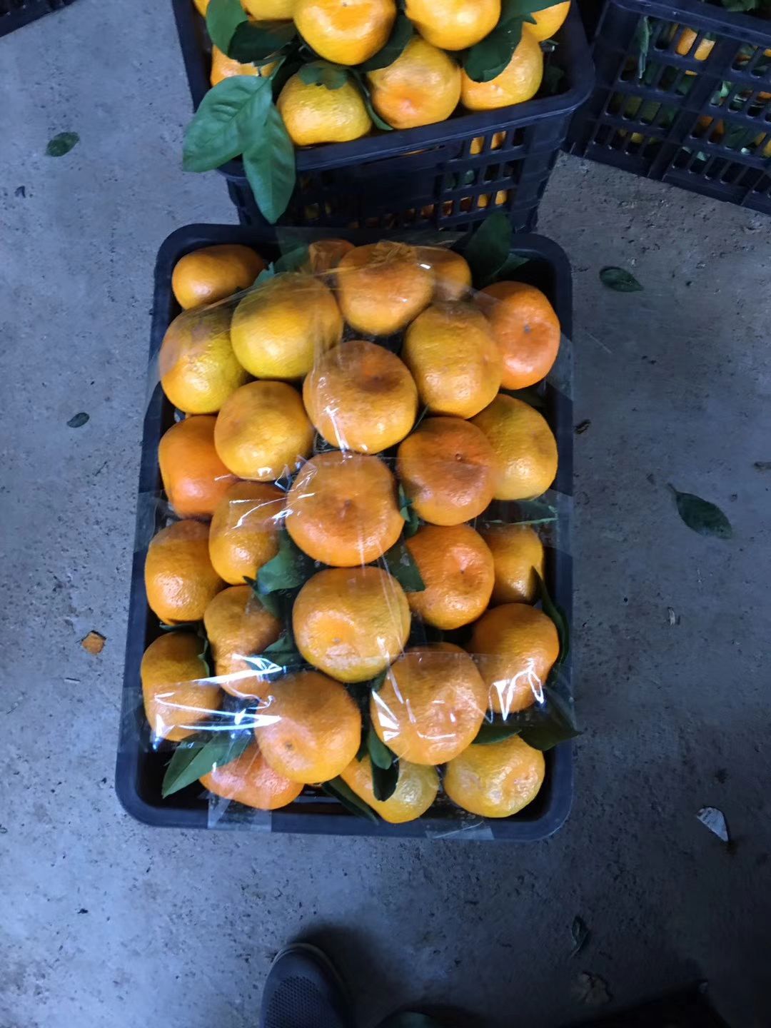  普早蜜桔、早熟桔子产地批发