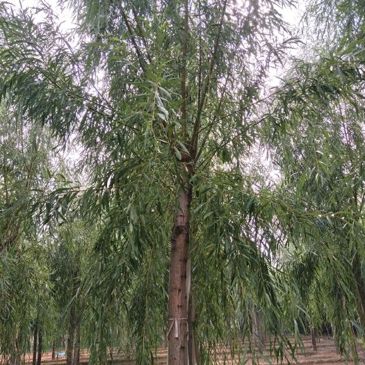 博野县黄金柳 黄柳
