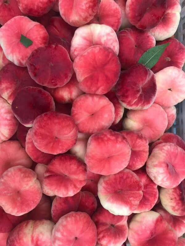 瑞蟠21号蟠桃苗 蟠桃苗 瑞蟠21号 大量供应 自家苗圃育苗 现挖现发