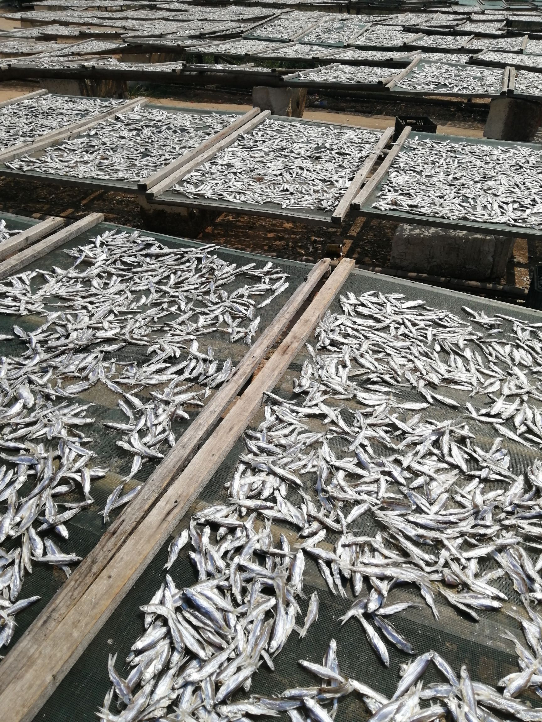 翘嘴白咸鱼干刁子鱼干小鱼干风干鱼