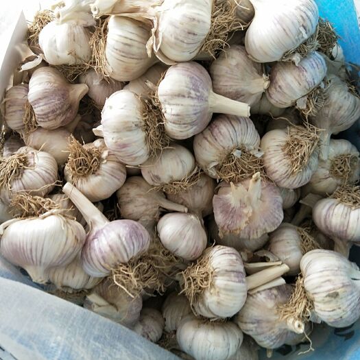 大名县大蒜种子 大名蒜种