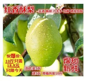 文水县 红香酥梨香妃梨大果一级果水果生鲜超市优品供应