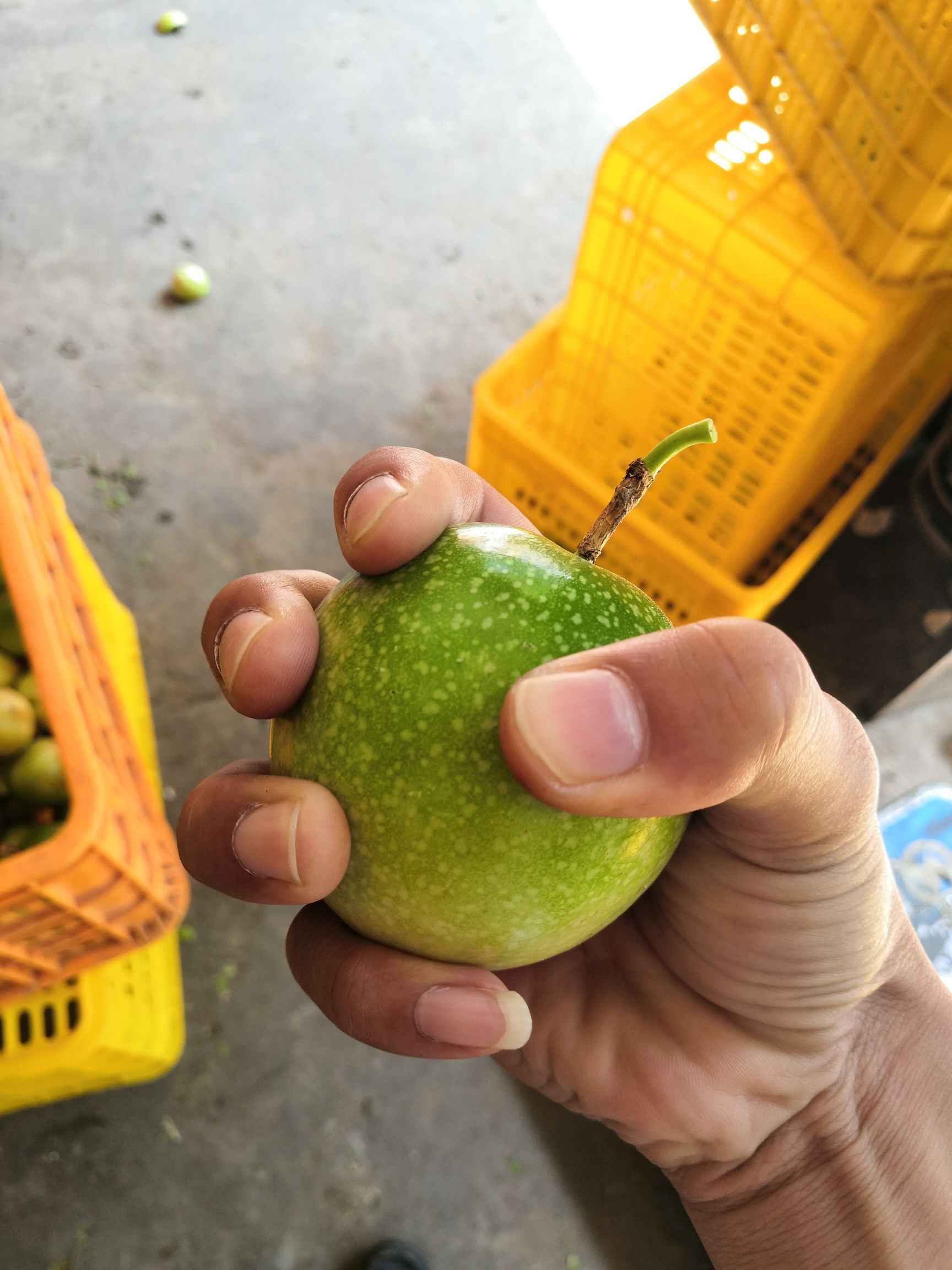  芭乐味黄金百香果