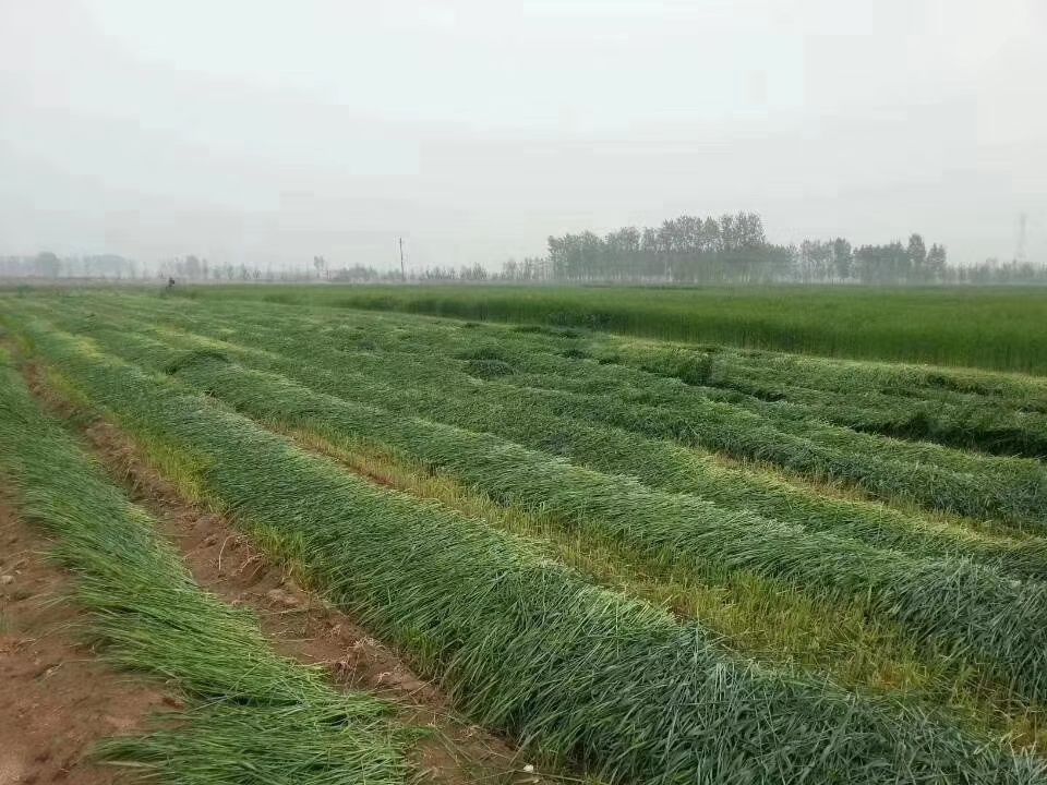 冬牧草种子 冬牧70黑麦草种子 耐严寒宽叶大颗粒牧草籽猪牛羊兔鸡鸭鹅鱼包