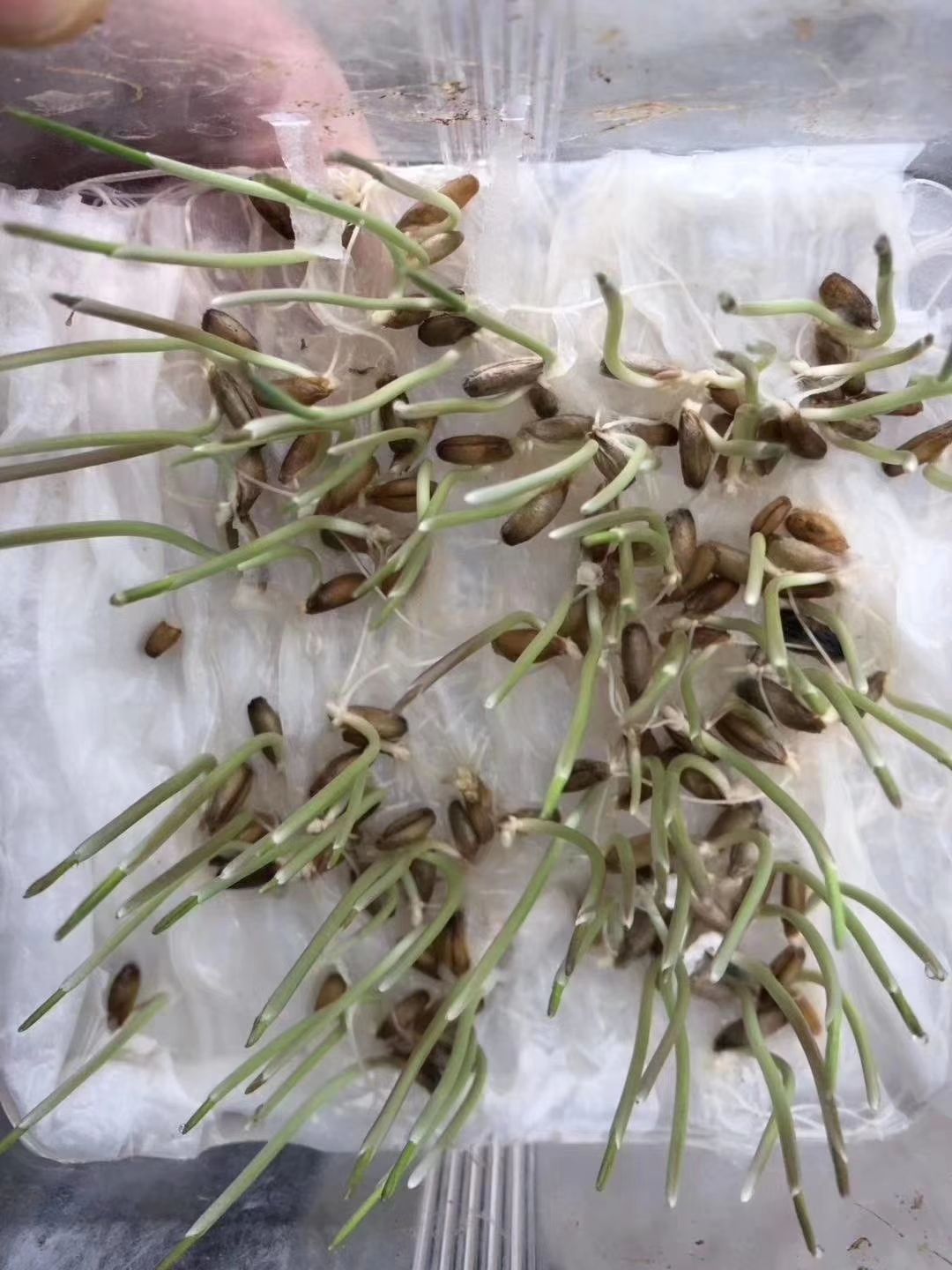 冬牧草种子 冬牧70黑麦草种子 耐严寒宽叶大颗粒牧草籽猪牛羊兔鸡鸭鹅鱼包