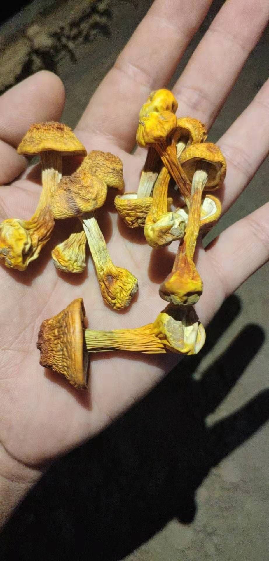 姬松茸