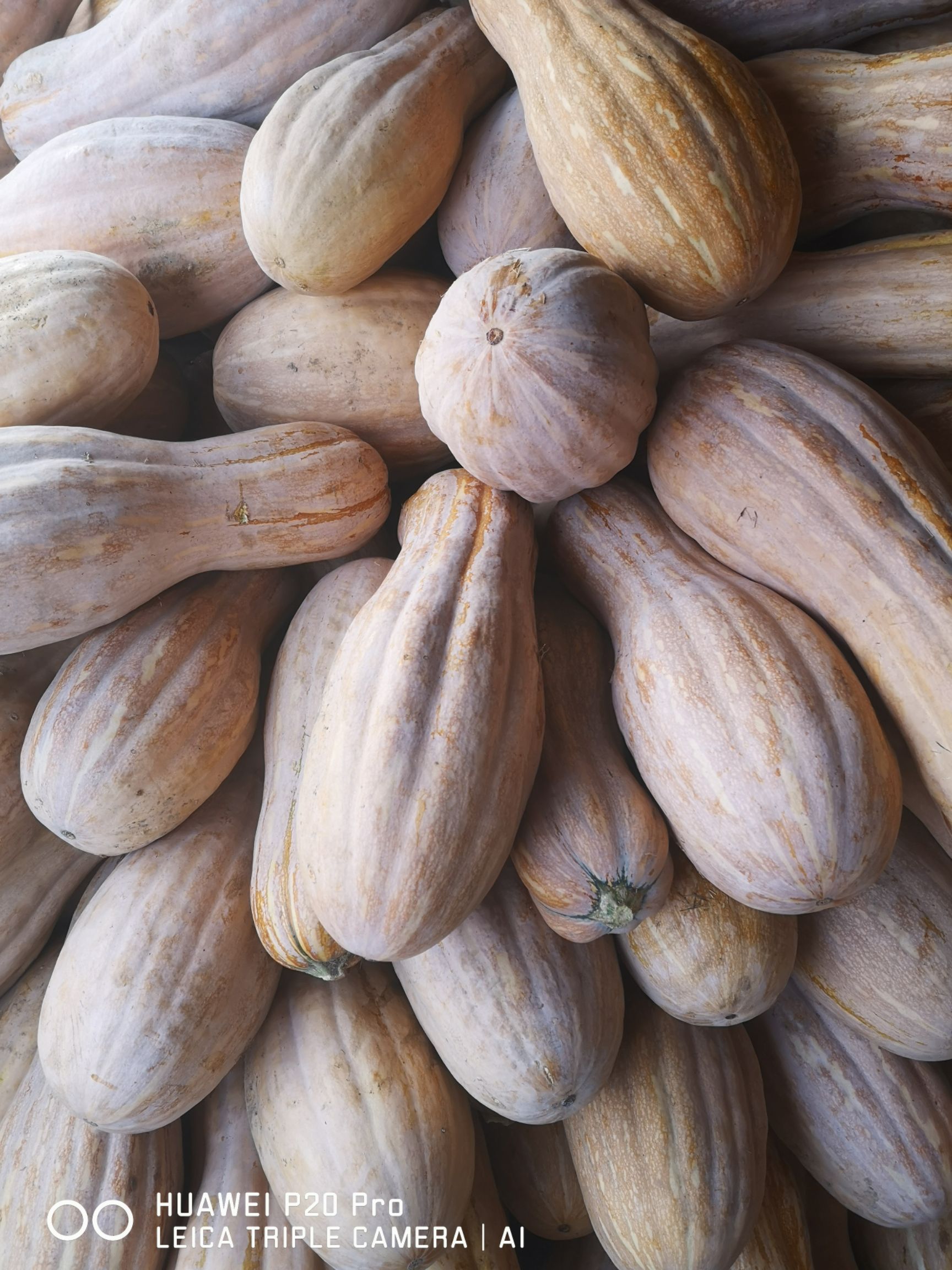 金韩密本南瓜，全红瓜，8成熟的都有货