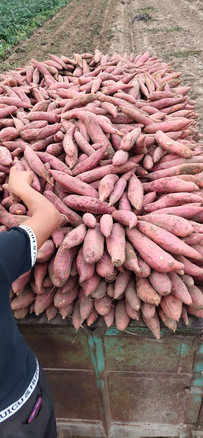  红薯 西瓜红密薯 红心密薯 纯沙地密薯  电商支持一件代发