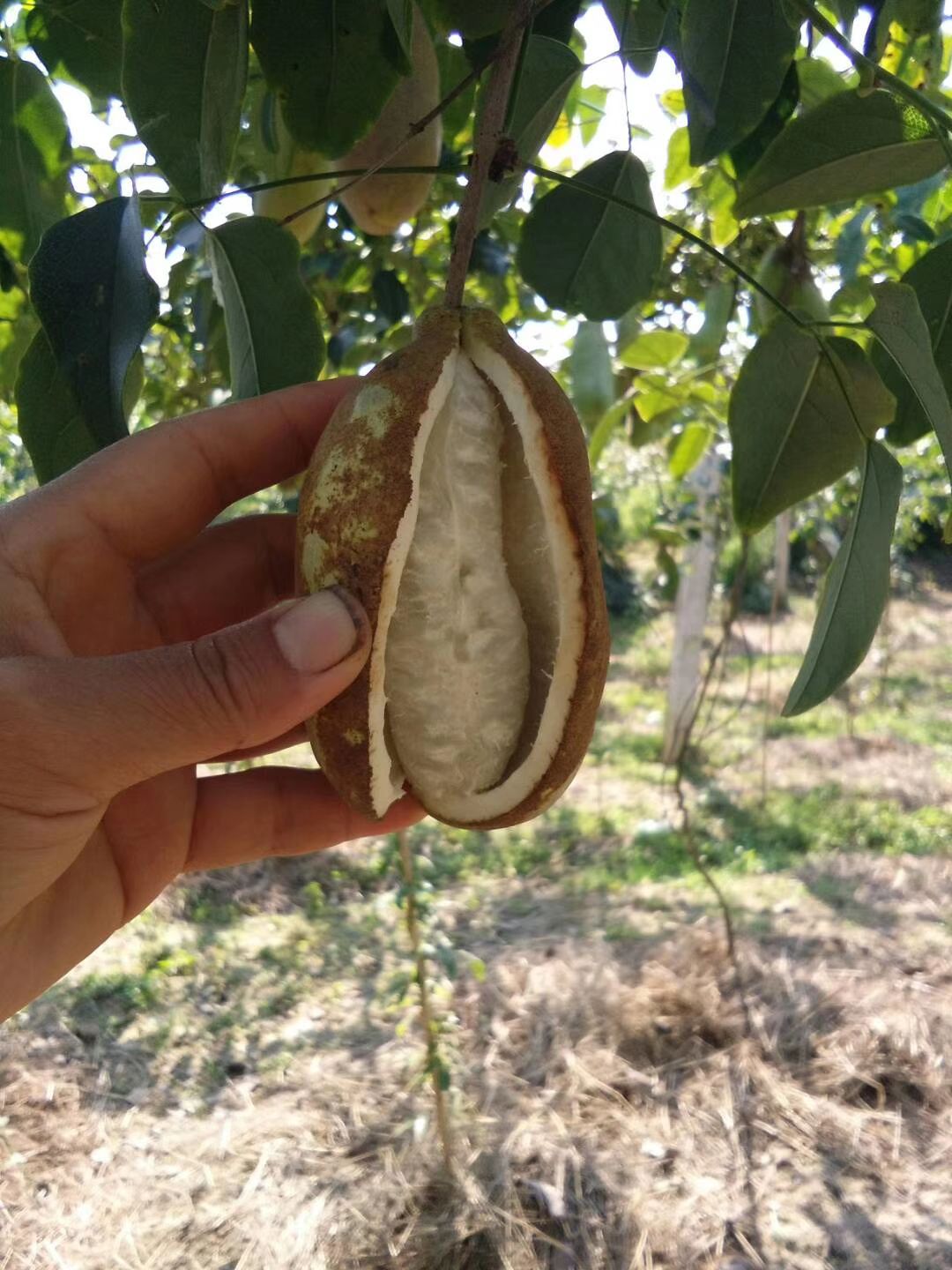  八月瓜野生新鲜水果5斤装湖南全国包邮又称野生香蕉