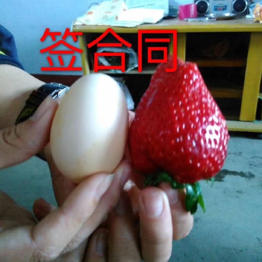 泰安妙香7号草莓苗  隋珠香野草苗，红颜草莓苗草莓假植苗，