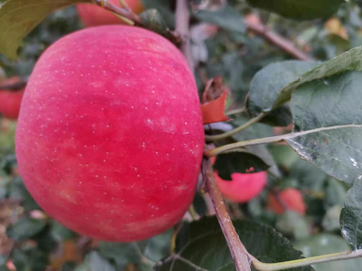 爱非苹果苗  矮化砧木，早熟新鲁立，维纳斯黄金，美国蜜脆，品