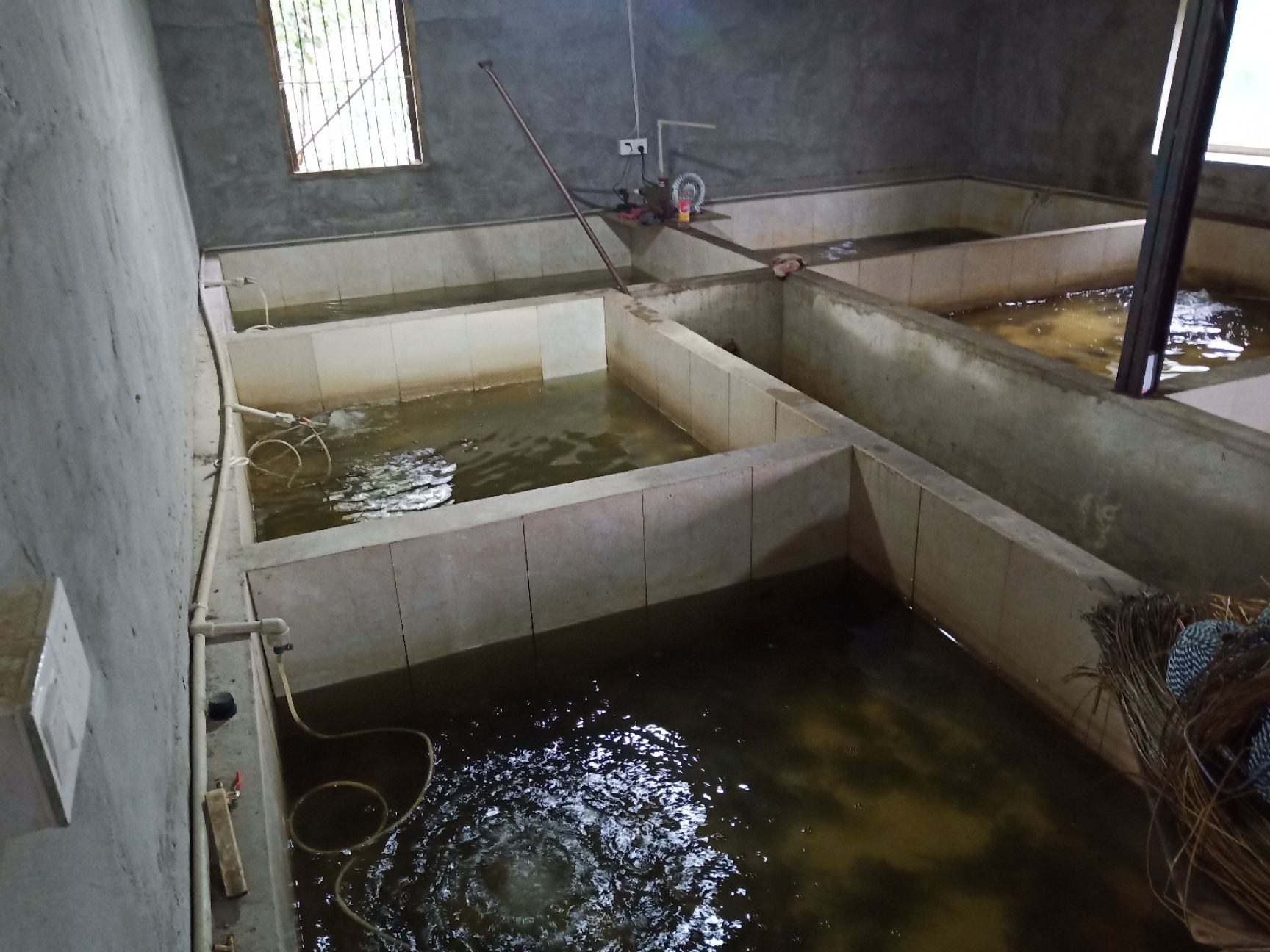 **大闸蟹 母蟹 2.5-3.0两